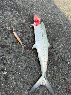 サゴシの釣果