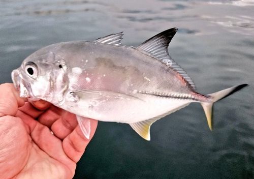 ギンガメアジの釣果