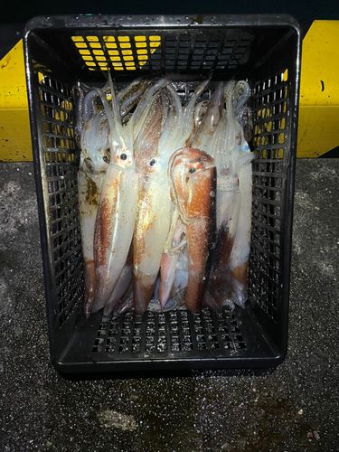 スルメイカの釣果