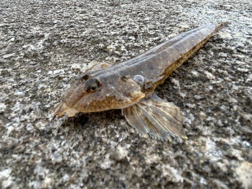 相馬港釣り桟橋