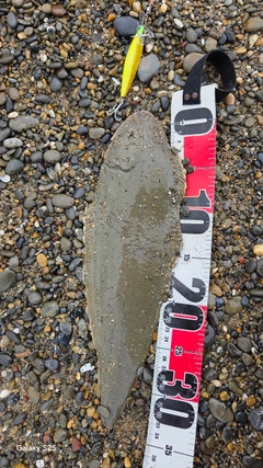 シタビラメの釣果