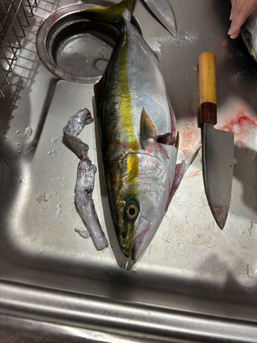 ヤズの釣果