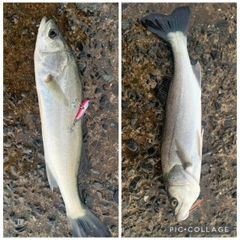 セイゴ（マルスズキ）の釣果