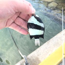 ミスジリュウキュウスズメダイ