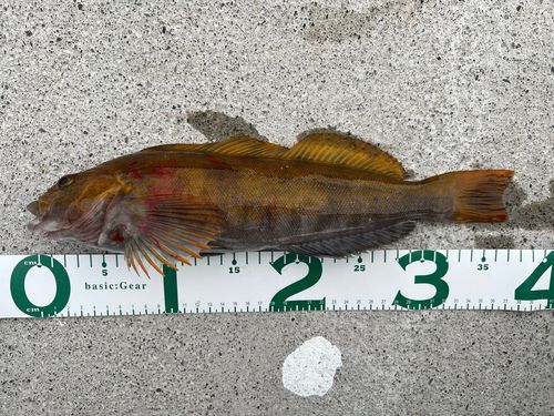 アイナメの釣果