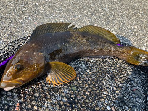 アイナメの釣果