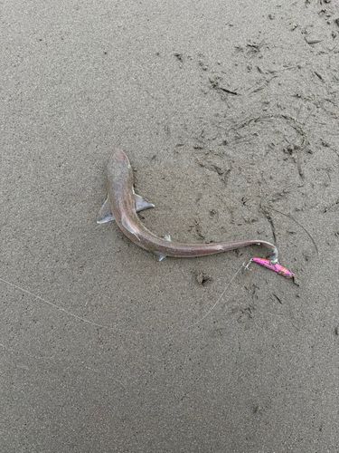 ホシザメの釣果