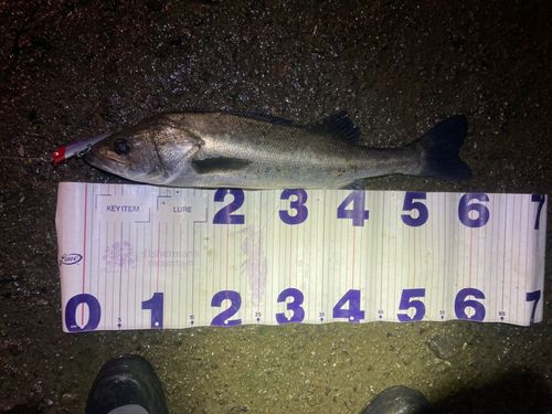 スズキの釣果