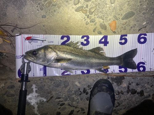 フッコ（マルスズキ）の釣果