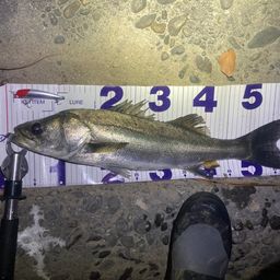 フッコ（マルスズキ）