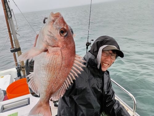 マダイの釣果