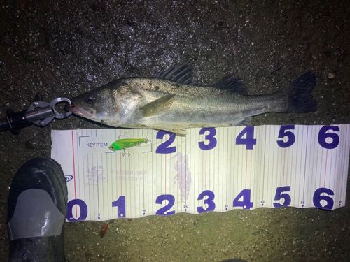 フッコ（マルスズキ）の釣果