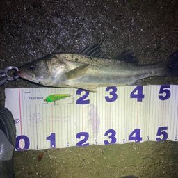 フッコ（マルスズキ）