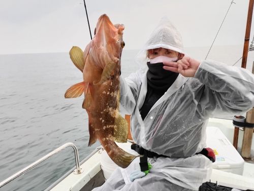 キジハタの釣果