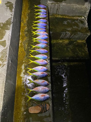 グルクンの釣果