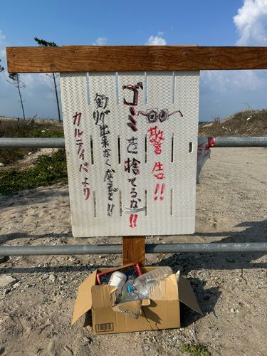 セイゴ（ヒラスズキ）の釣果