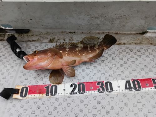 キジハタの釣果