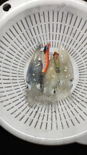 ヒイカの釣果