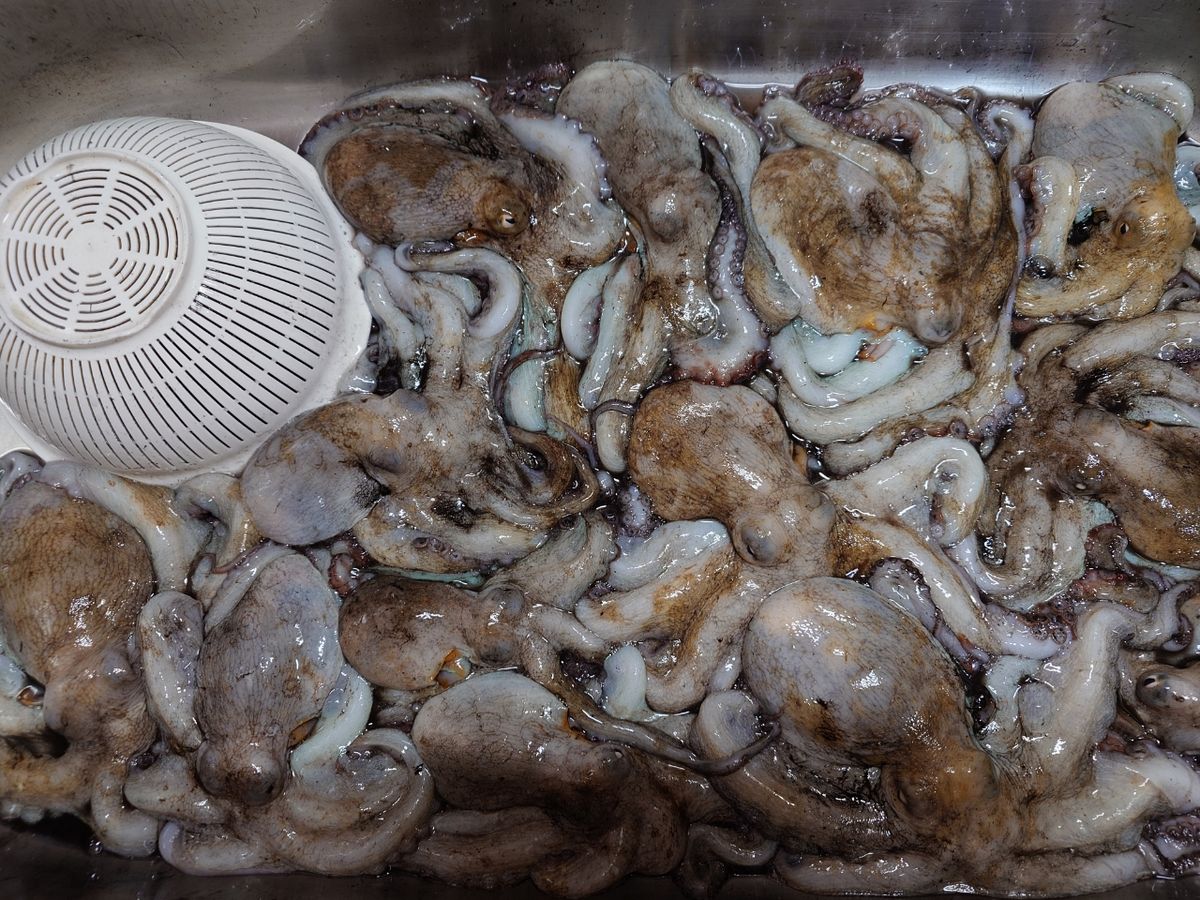 変態様さんの釣果 2枚目の画像