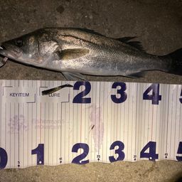 フッコ（マルスズキ）