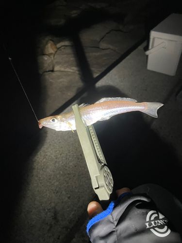 シロギスの釣果