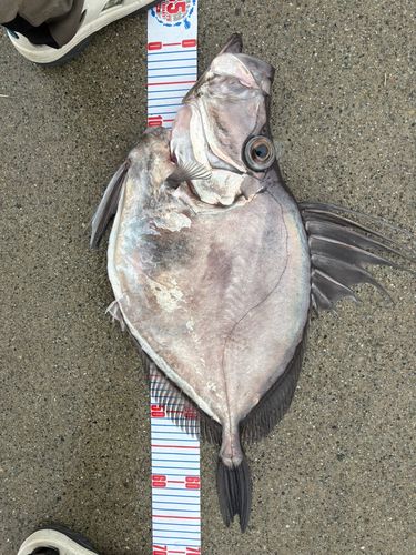 カガミダイの釣果