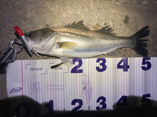 フッコ（マルスズキ）の釣果