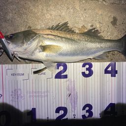 フッコ（マルスズキ）