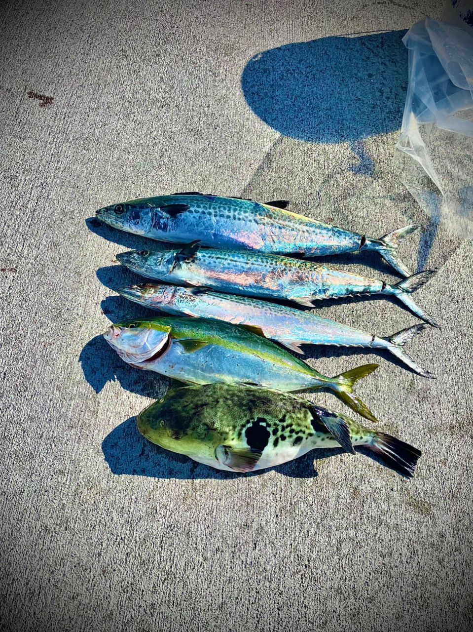 Ocean clean up ゆうすけさんの釣果 3枚目の画像