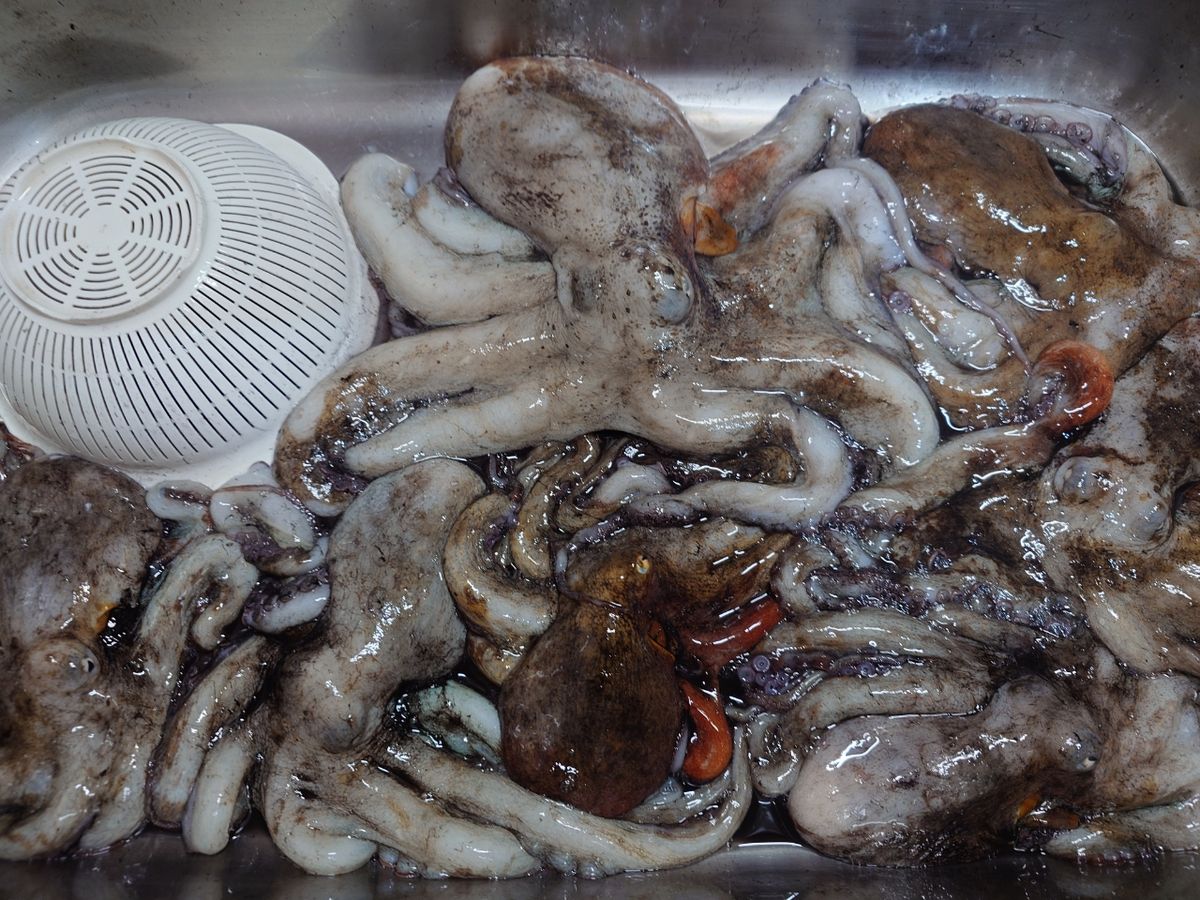 変態様さんの釣果 2枚目の画像