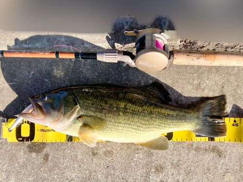 ラージマウスバスの釣果