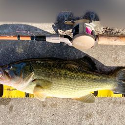 ラージマウスバス