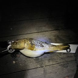 ショウサイフグ