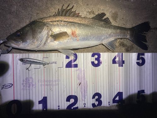 フッコ（マルスズキ）の釣果