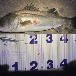 フッコ（マルスズキ）