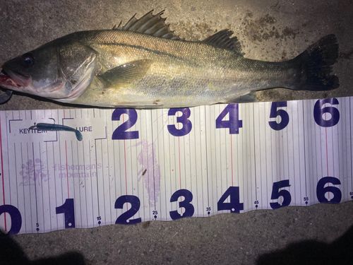 フッコ（マルスズキ）の釣果