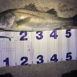 フッコ（マルスズキ）