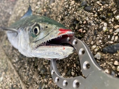 サゴシの釣果