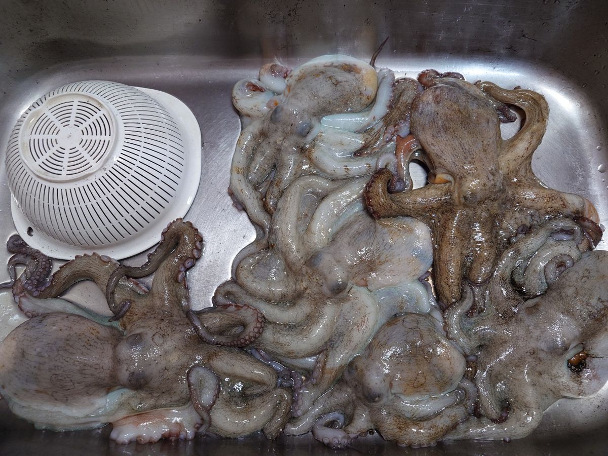 変態様さんの釣果 2枚目の画像