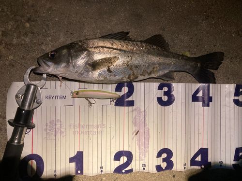 フッコ（マルスズキ）の釣果