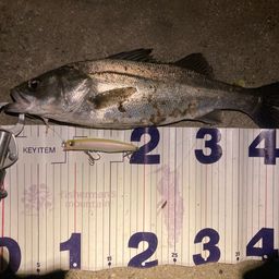 フッコ（マルスズキ）