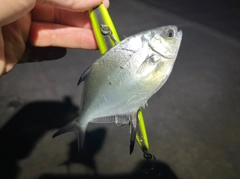 コバンアジの釣果