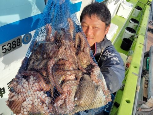 マダコの釣果
