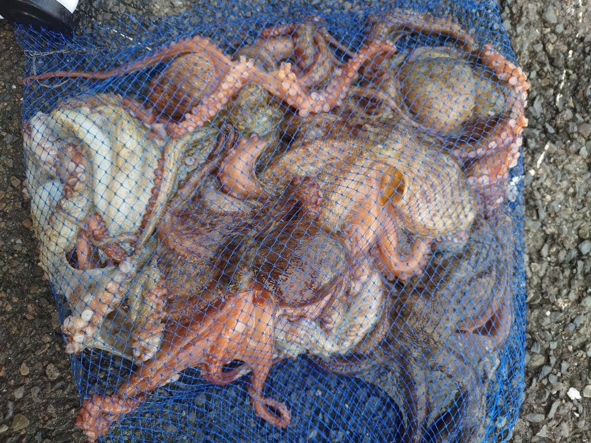 変態様さんの釣果 2枚目の画像