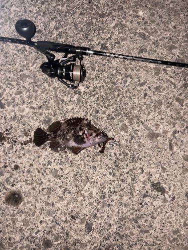 ハチガラの釣果