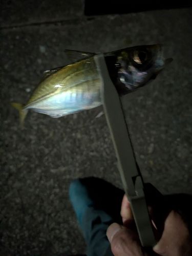 マアジの釣果