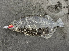ヒラメの釣果