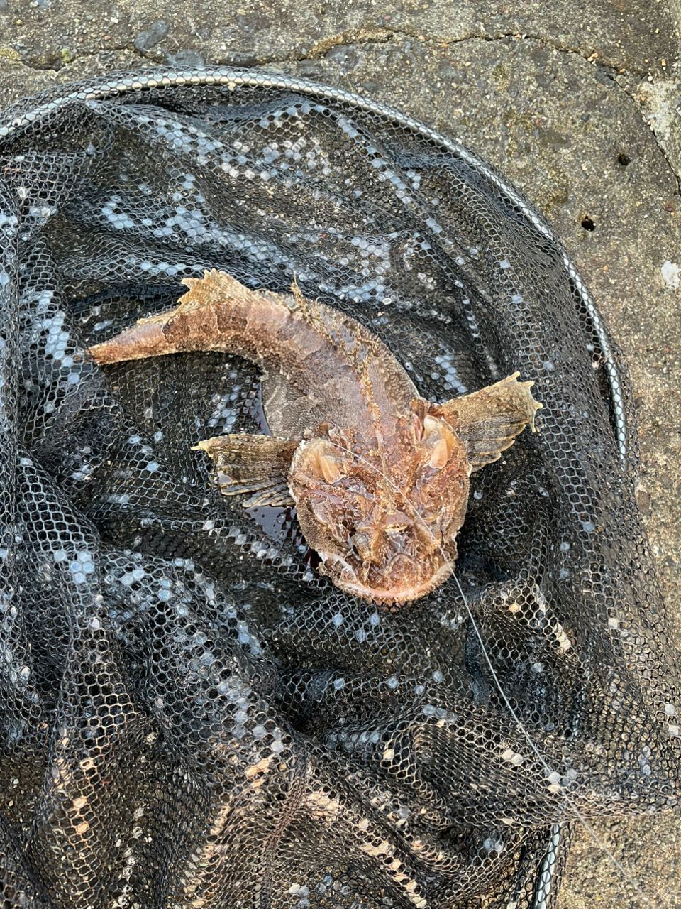 じゅんじぃHFCさんの釣果 2枚目の画像