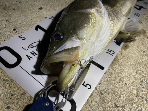 シーバスの釣果