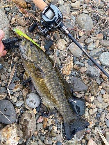 スモールマウスバスの釣果